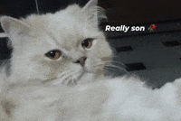 Cute Cat GIF