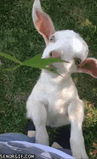 Goat Leaves GIF