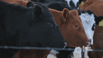 squad farm GIF by CBC