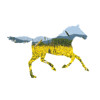 Horse Sticker by Pferdesporthaus Loesdau