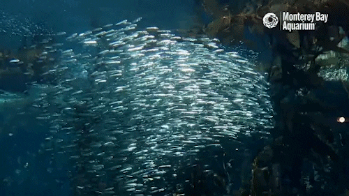 school of fish GIF by Monterey Bay Aquarium