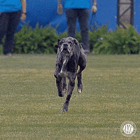 Dog Running GIF by American Kennel Club