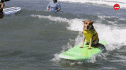 Dog Pet GIF by BuzzFeed