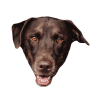 Gifsforgood Sticker by Red Beard
