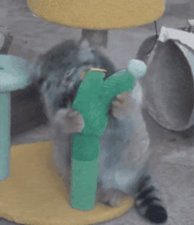 DailyMantle3 giphygifmaker giphycreatortest cactus cute cat GIF