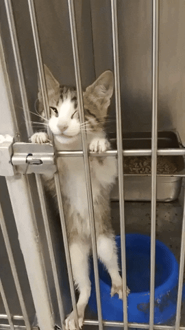 cuteanimalland giphyupload GIF