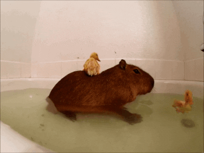 duck capybara GIF