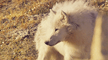 white wolf GIF