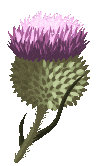 Distel Sticker by pandoo