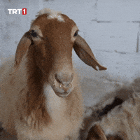 Eyes What GIF by TRT