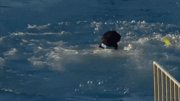 Espn Running GIF by American Kennel Club