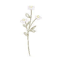 Flowers Daisy Sticker