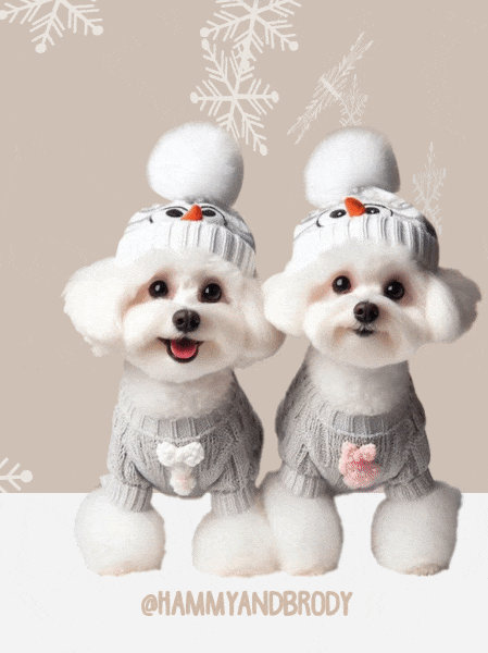 Merry Christmas Dog GIF by HammyandBrody