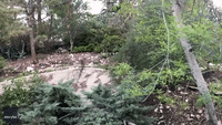 Mountain Lion Stalks Family's Backyard in California