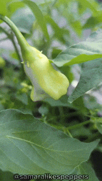 samaralikespeppers  GIF