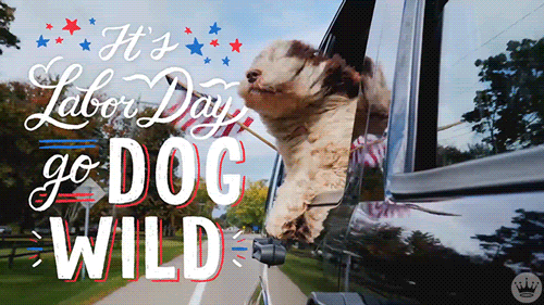 Hallmark Ecards Dog GIF by Hallmark Gold Crown