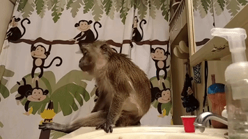 Pet Monkey Celebrates Her 20th Birthday in Style