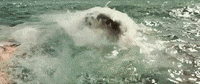 sony home ent GIF by The Shallows