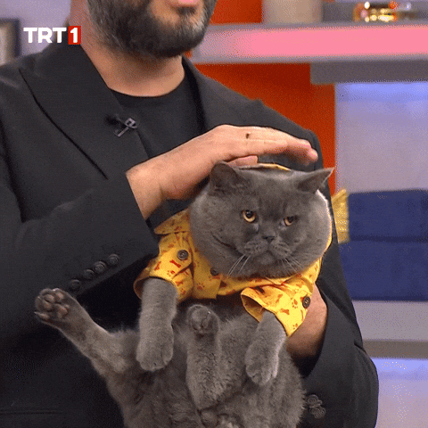 Cat Love GIF by TRT