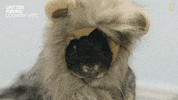 Too Cute Reaction GIF by Nat Geo Wild
