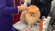 Dog Show GIF by Westminster Kennel Club