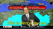 Cat Weather GIF