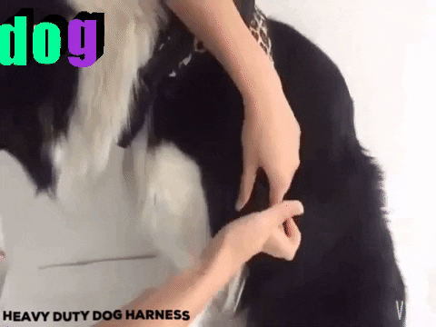 HeavyDutyDogHarness1 giphygifmaker giphyattribution GIF