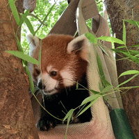 Hungry Red Panda GIF by ZooATL