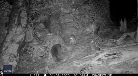Trail Camera Captures Intriguing Encounter Between Raccoon and Bobcats ...