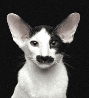 Cat Kitty GIF