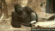 snack afternoon GIF