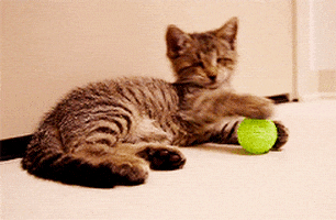kitten tennis GIF