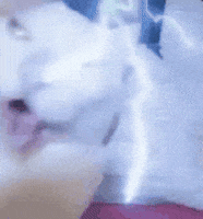 Catlight GIF