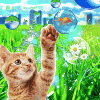 Cat GIF by MAA FOR APPS