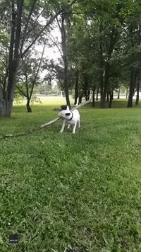 Bull Terrier Will Stop at Nothing to Grab Hold of Stick