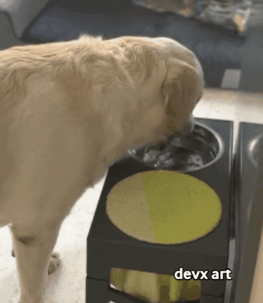 Drinking Water Dog GIF by DevX Art