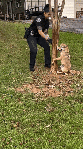 cuteanimalland giphyupload GIF