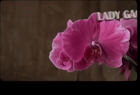 music video mv GIF by Lady Gaga