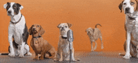 adopt best friends GIF by Best Friends Animal Society