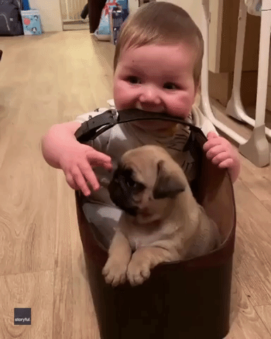 Bags of Fun: Pug and Baby Pal Spend Time Together