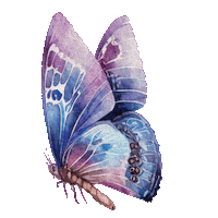 Borboleta Sticker