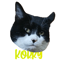 Cat Tuxedo Sticker