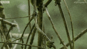 bird eat GIF by BBC Earth