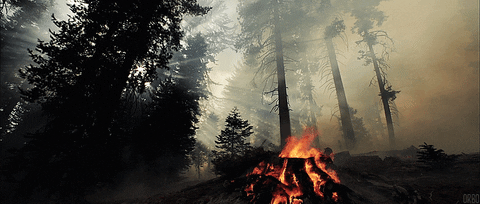 Video gif. Bonfire is crackling in the woods and smoke billows out around it as light beams majestically through the trees.