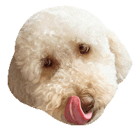 syddesignsocial hungry yum poodle starving Sticker