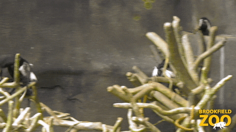 Jump Jumping GIF by Brookfield Zoo