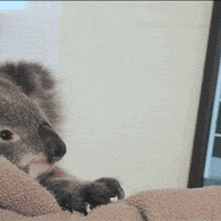 GIF by BBC Shorts