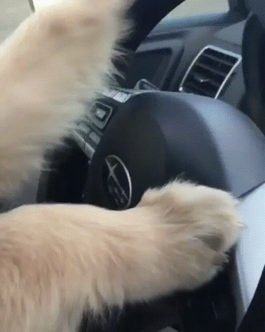 Video gif. A golden retriever puppy wearing a onesie and blacked out sunglasses, sits in the driver's seat of a car with paws on the wheel as if he’s driving. The puppy leans back with a chill expression on its face like it knows it's the coolest pup on the road. 