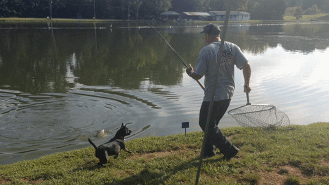 Video gif. A man steps towards a lake with a fishing pole and net in his hands. A black puppy wags its tail in front of him. It appears he’s caught something and when he sees it pop out of the water, the man gets spooked and trips, falling down onto the ground. His net falls down and traps the puppy. 