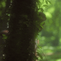 Childish Gambino Garden GIF by SZA